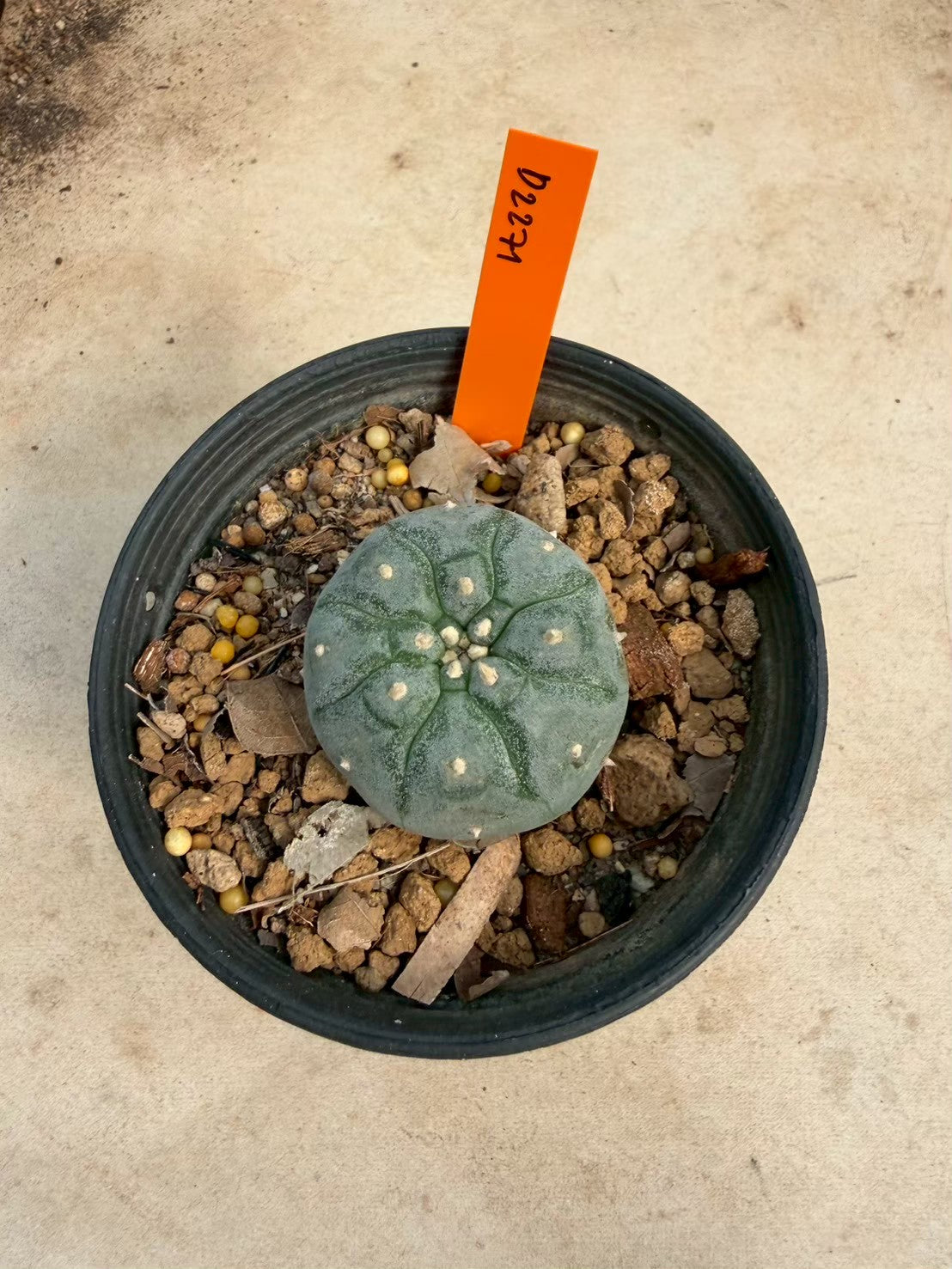 Lophophora williamsii – Peyote Cactus (Seed Grown, 3-3.5 cm, Own Root) 12 years old