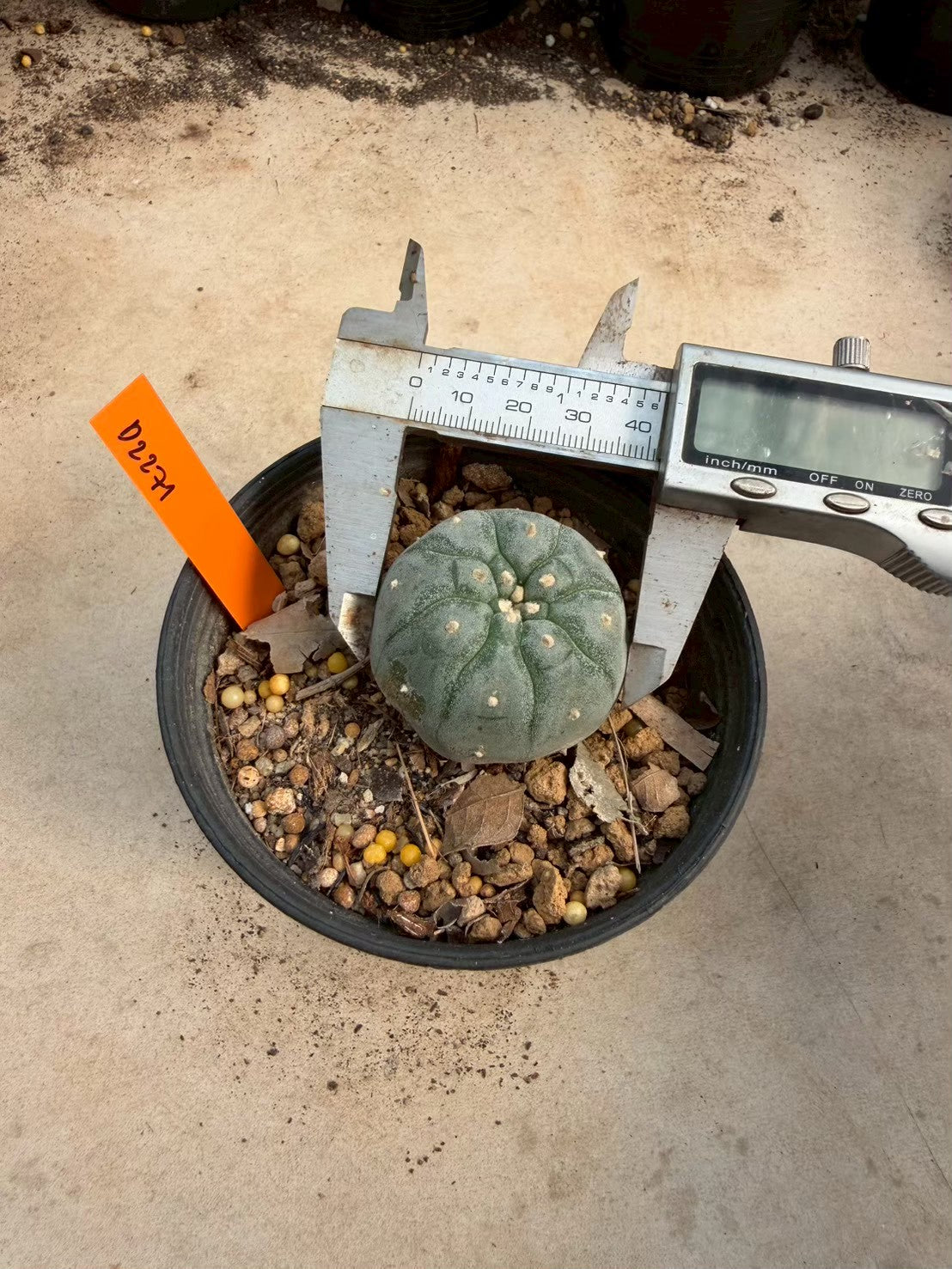 Lophophora williamsii – Peyote Cactus (Seed Grown, 3-3.5 cm, Own Root) 12 years old