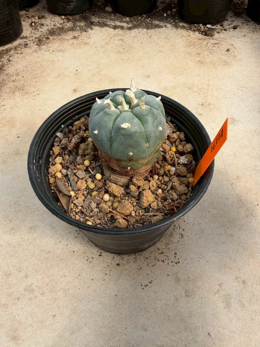 Lophophora williamsii – Peyote Cactus (Seed Grown, 3-3.5 cm, Own Root) 12 years old