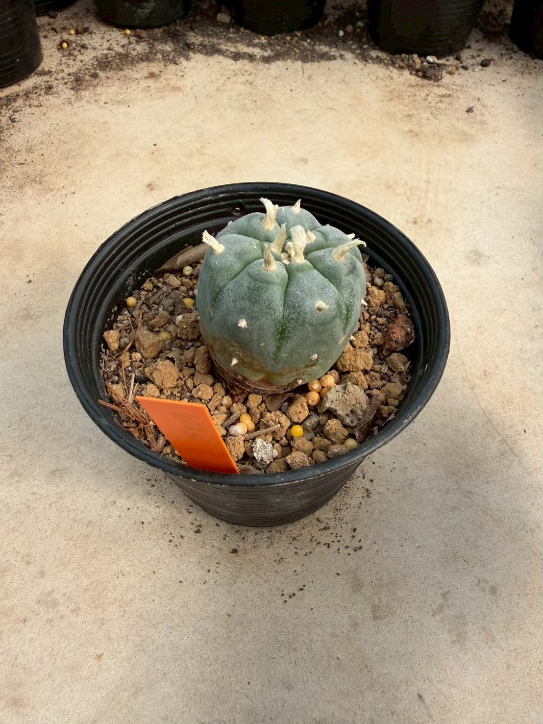 Lophophora williamsii – Peyote Cactus (Seed Grown, 3-3.5 cm, Own Root) 12 years old