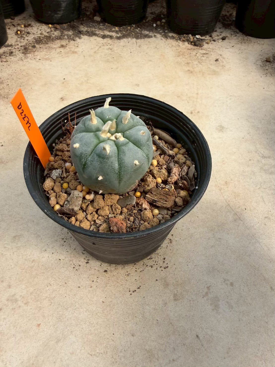 Lophophora williamsii – Peyote Cactus (Seed Grown, 3-3.5 cm, Own Root) 12 years old