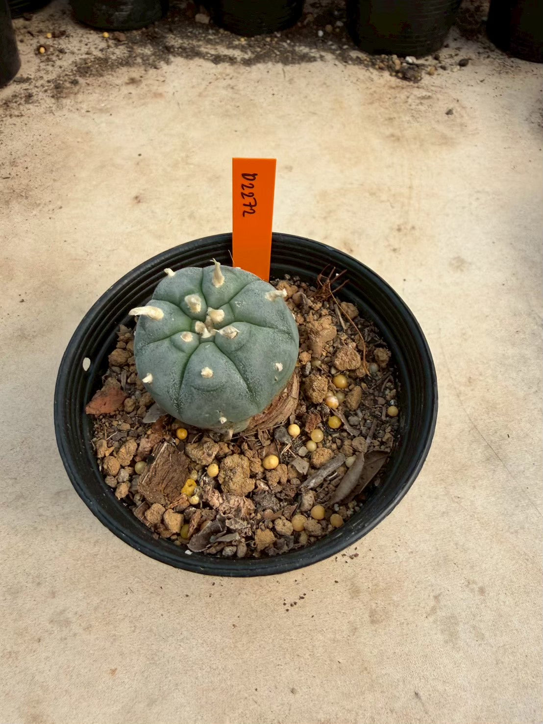Lophophora williamsii – Peyote Cactus (Seed Grown, 3-3.5 cm, Own Root) 12 years old