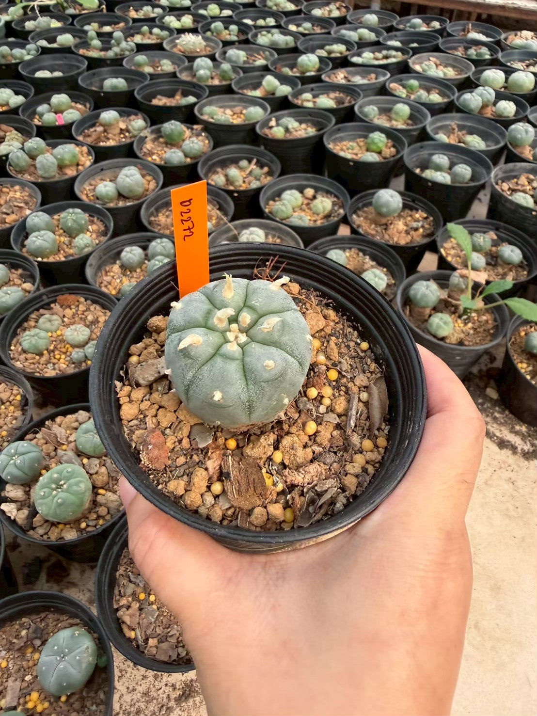 Lophophora williamsii – Peyote Cactus (Seed Grown, 3-3.5 cm, Own Root) 12 years old