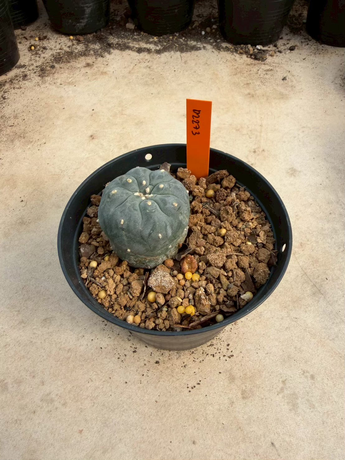 Lophophora williamsii – Peyote Cactus (Seed Grown, 3-3.5 cm, Own Root) 12 years old