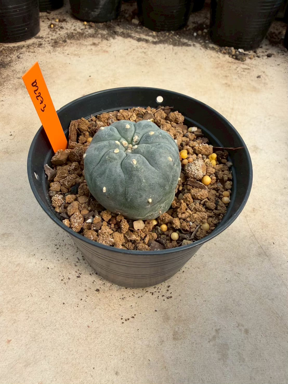 Lophophora williamsii – Peyote Cactus (Seed Grown, 3-3.5 cm, Own Root) 12 years old