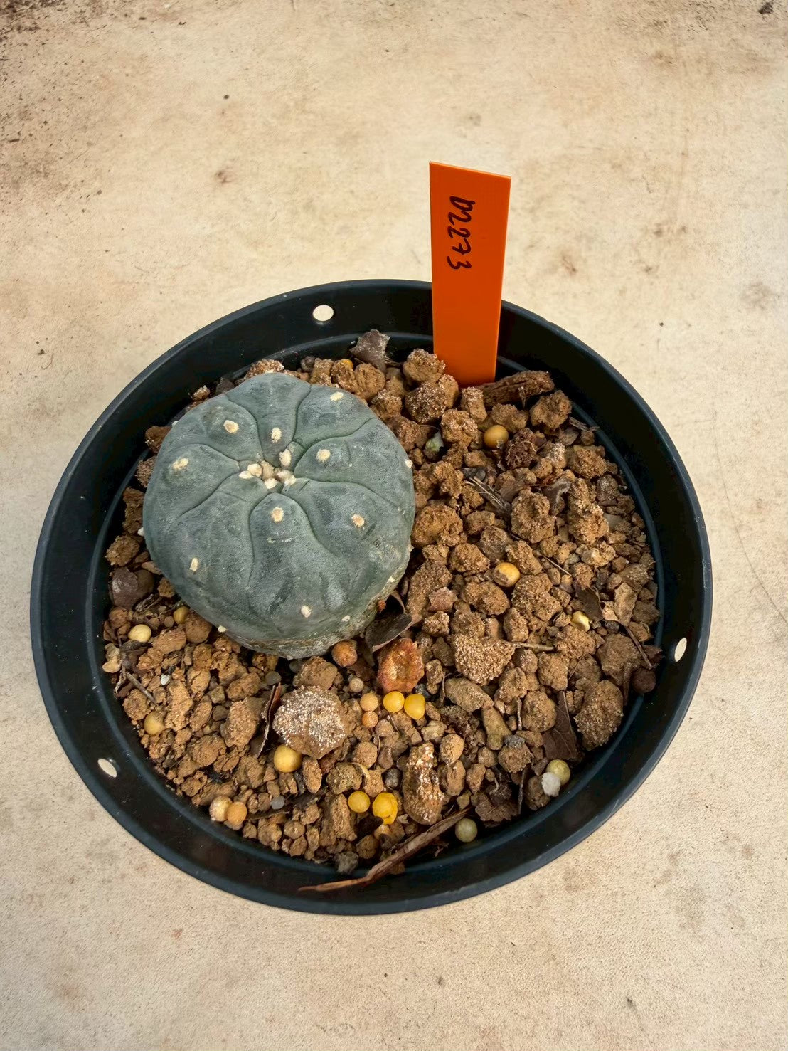 Lophophora williamsii – Peyote Cactus (Seed Grown, 3-3.5 cm, Own Root) 12 years old