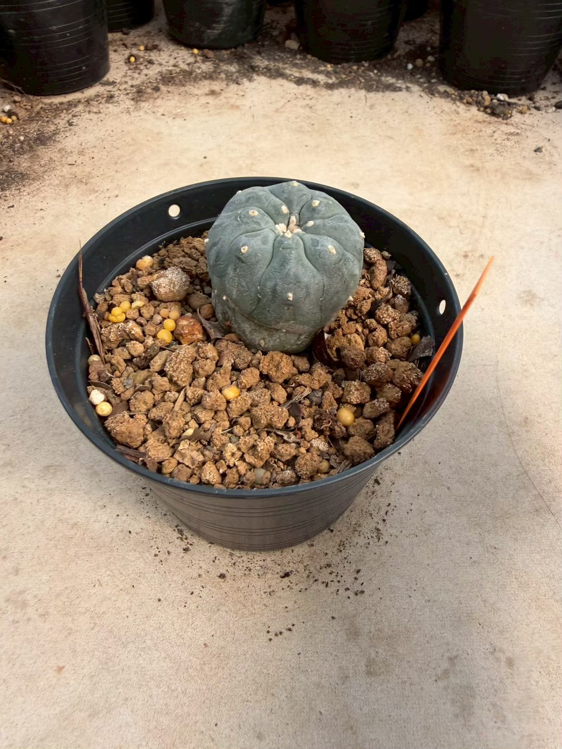 Lophophora williamsii – Peyote Cactus (Seed Grown, 3-3.5 cm, Own Root) 12 years old