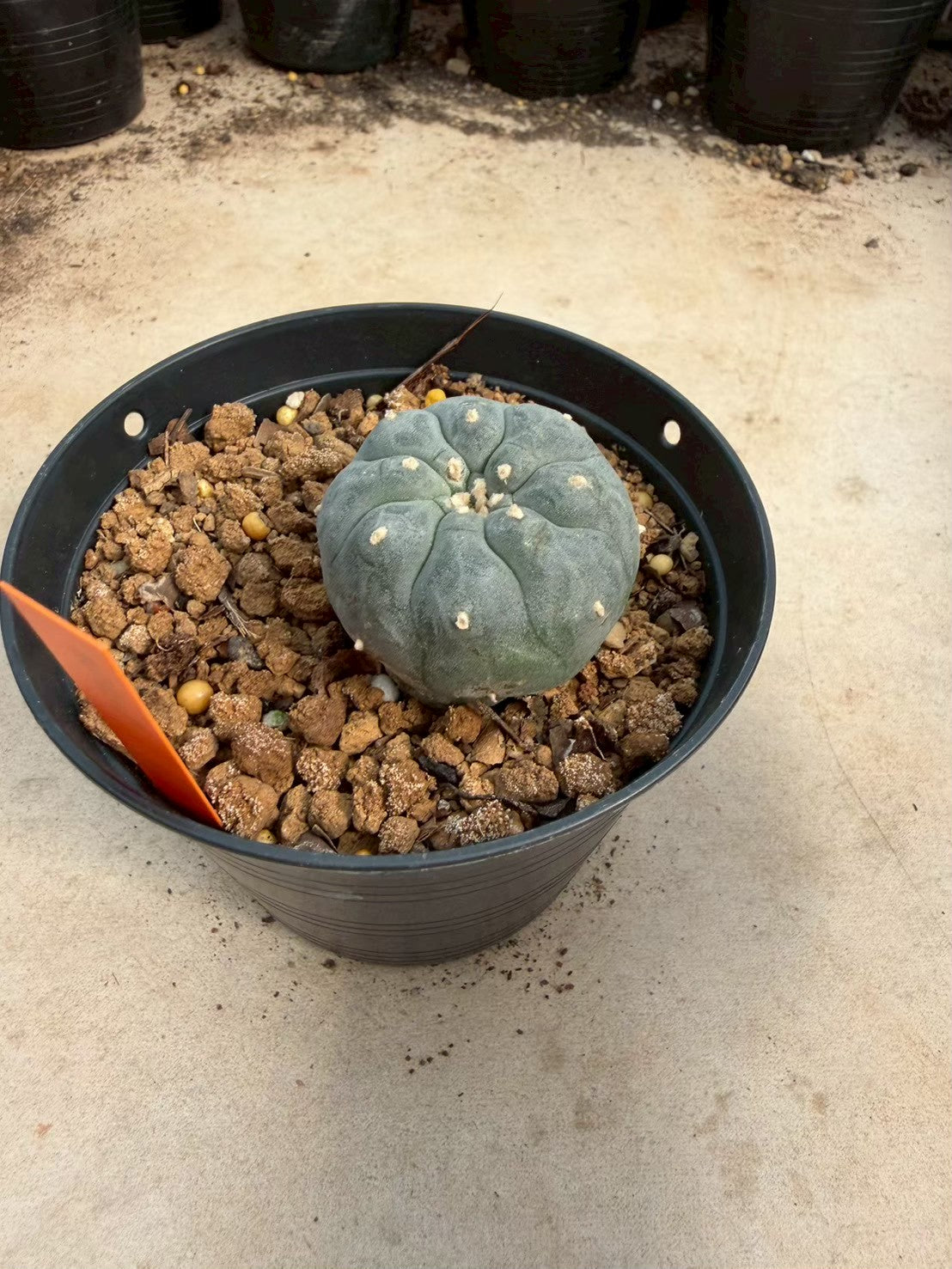 Lophophora williamsii – Peyote Cactus (Seed Grown, 3-3.5 cm, Own Root) 12 years old