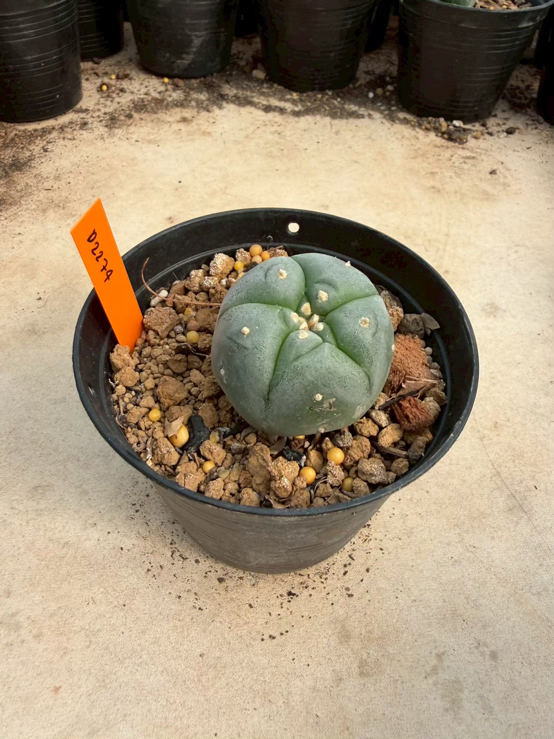 Lophophora williamsii – Peyote Cactus (Seed Grown, 3-3.5 cm, Own Root) 12 years old