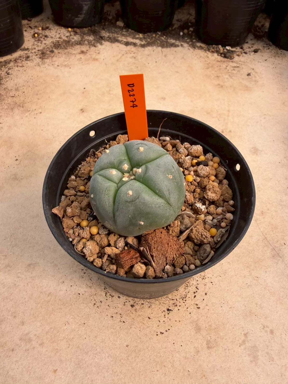 Lophophora williamsii – Peyote Cactus (Seed Grown, 3-3.5 cm, Own Root) 12 years old