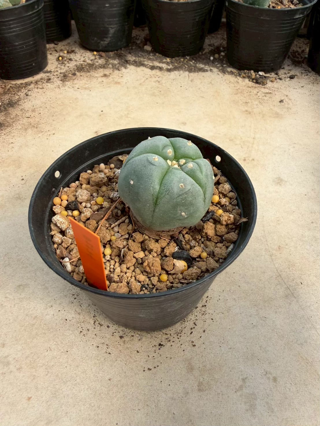 Lophophora williamsii – Peyote Cactus (Seed Grown, 3-3.5 cm, Own Root) 12 years old