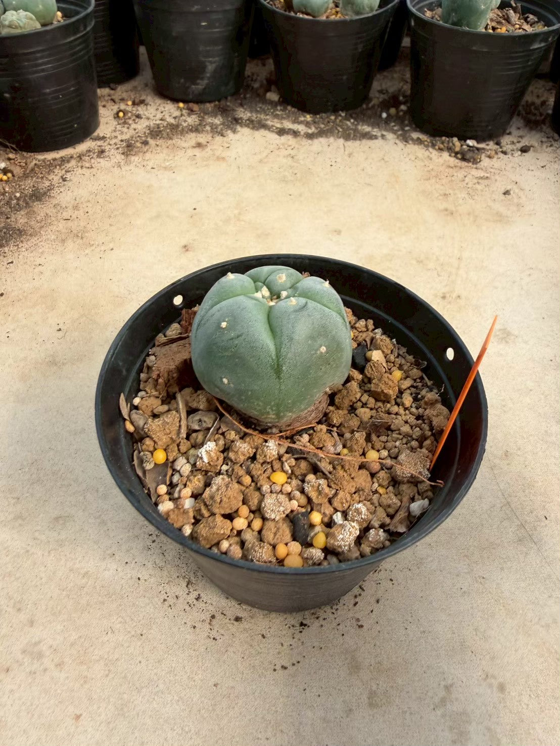 Lophophora williamsii – Peyote Cactus (Seed Grown, 3-3.5 cm, Own Root) 12 years old