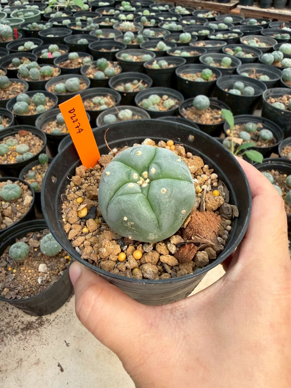 Lophophora williamsii – Peyote Cactus (Seed Grown, 3-3.5 cm, Own Root) 12 years old