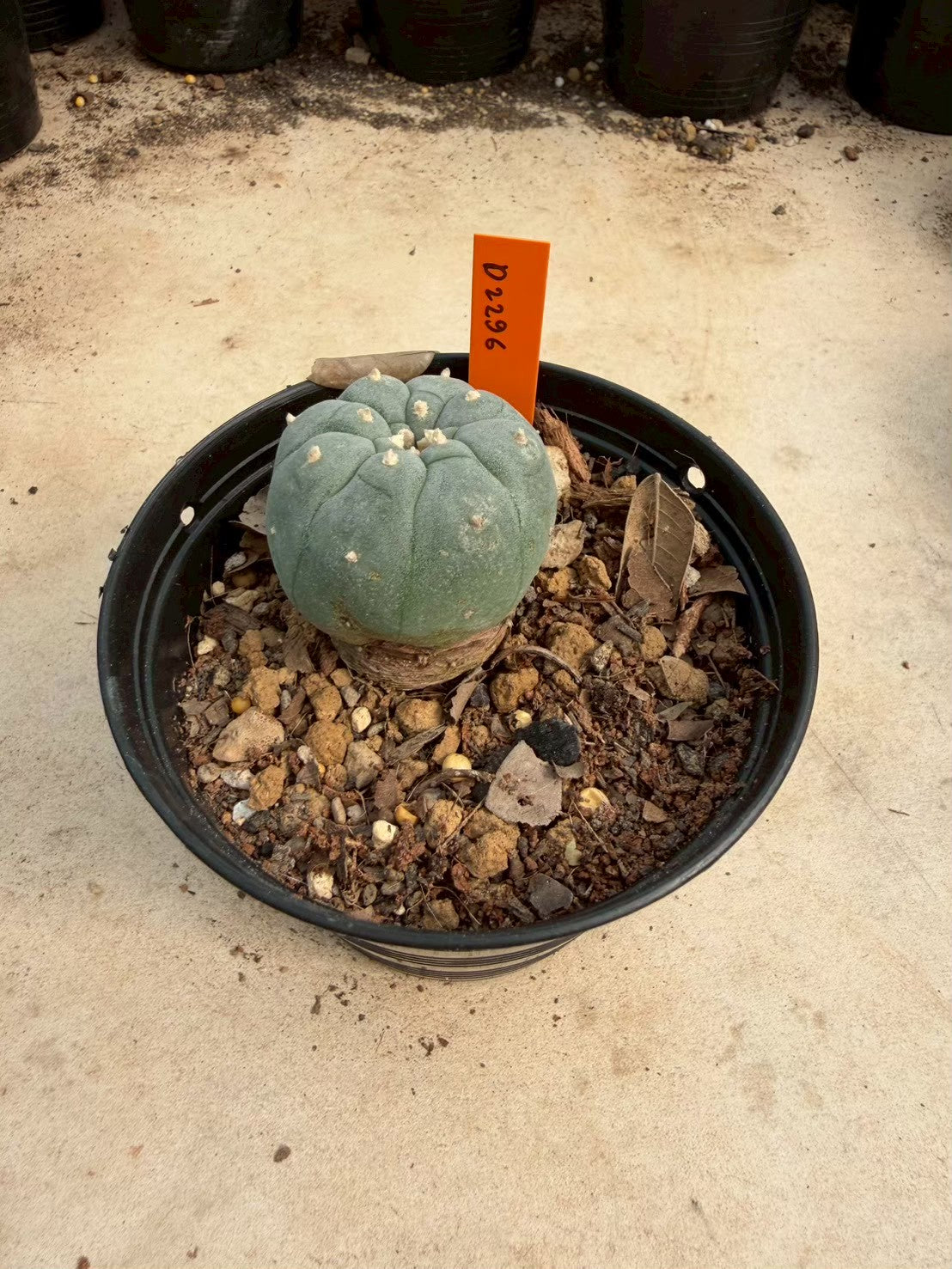 Lophophora williamsii – Peyote Cactus (Seed Grown, 3-3.5 cm, Own Root) 12 years old