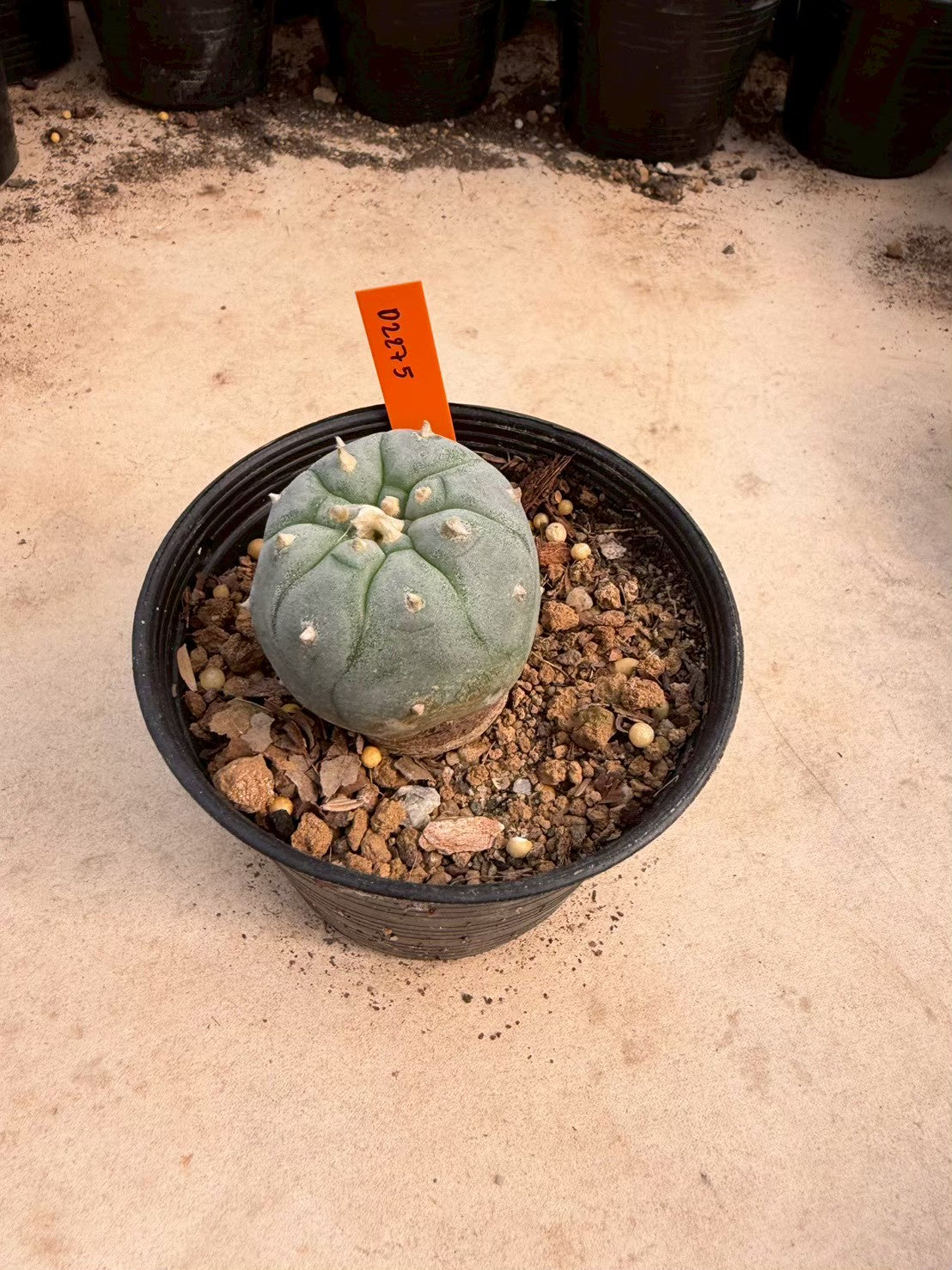 Lophophora williamsii – Peyote Cactus (Seed Grown, 3-3.5 cm, Own Root) 12 years old