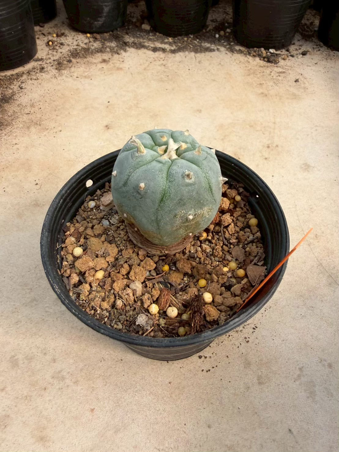 Lophophora williamsii – Peyote Cactus (Seed Grown, 3-3.5 cm, Own Root) 12 years old