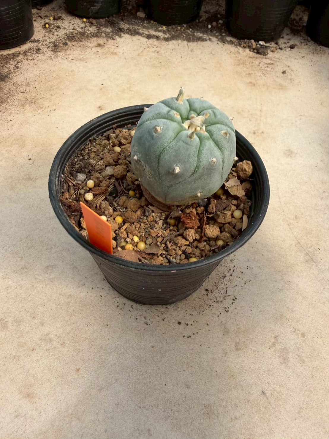 Lophophora williamsii – Peyote Cactus (Seed Grown, 3-3.5 cm, Own Root) 12 years old