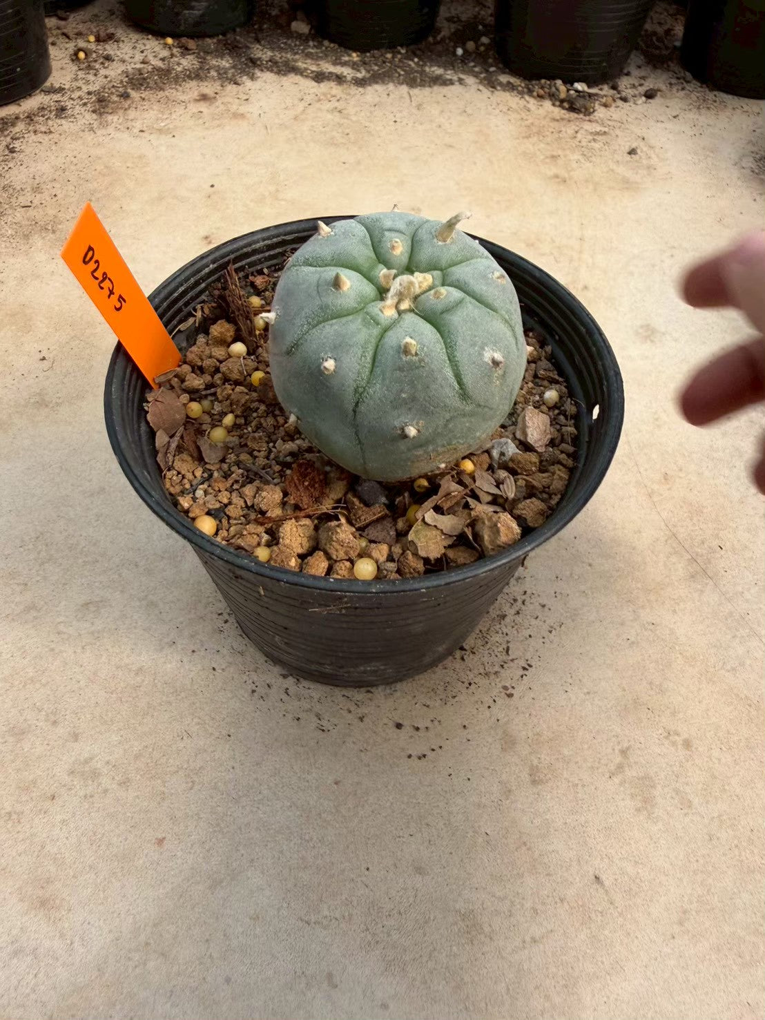 Lophophora williamsii – Peyote Cactus (Seed Grown, 3-3.5 cm, Own Root) 12 years old