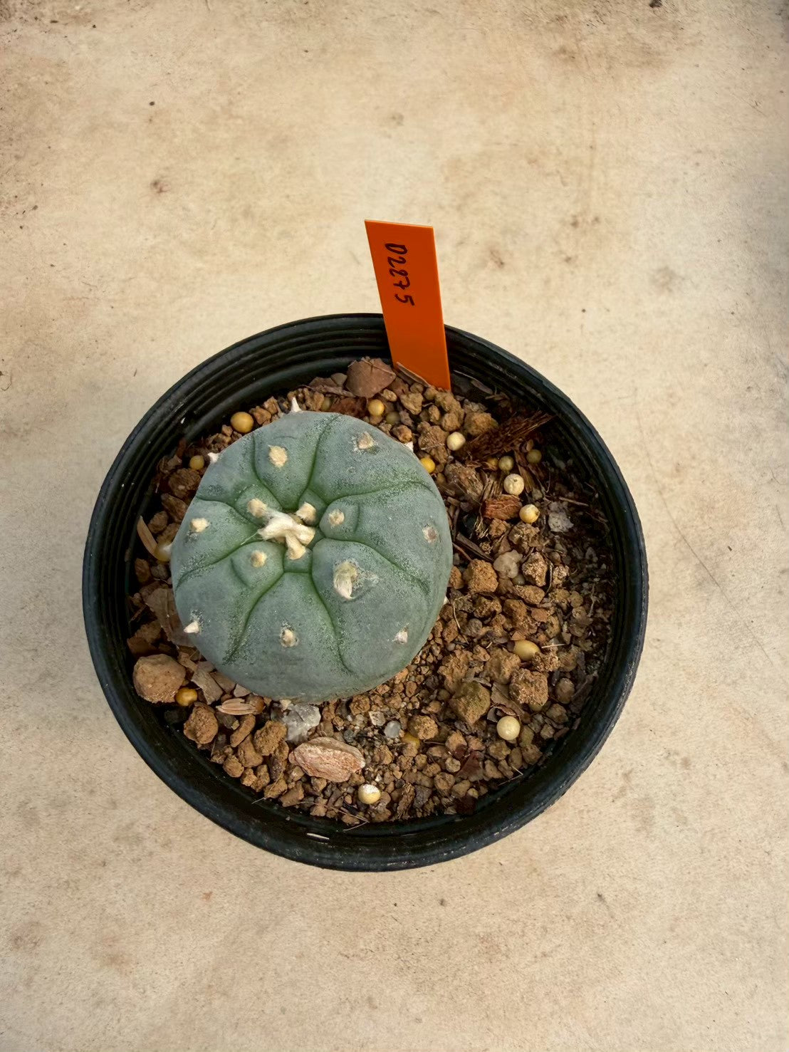 Lophophora williamsii – Peyote Cactus (Seed Grown, 3-3.5 cm, Own Root) 12 years old