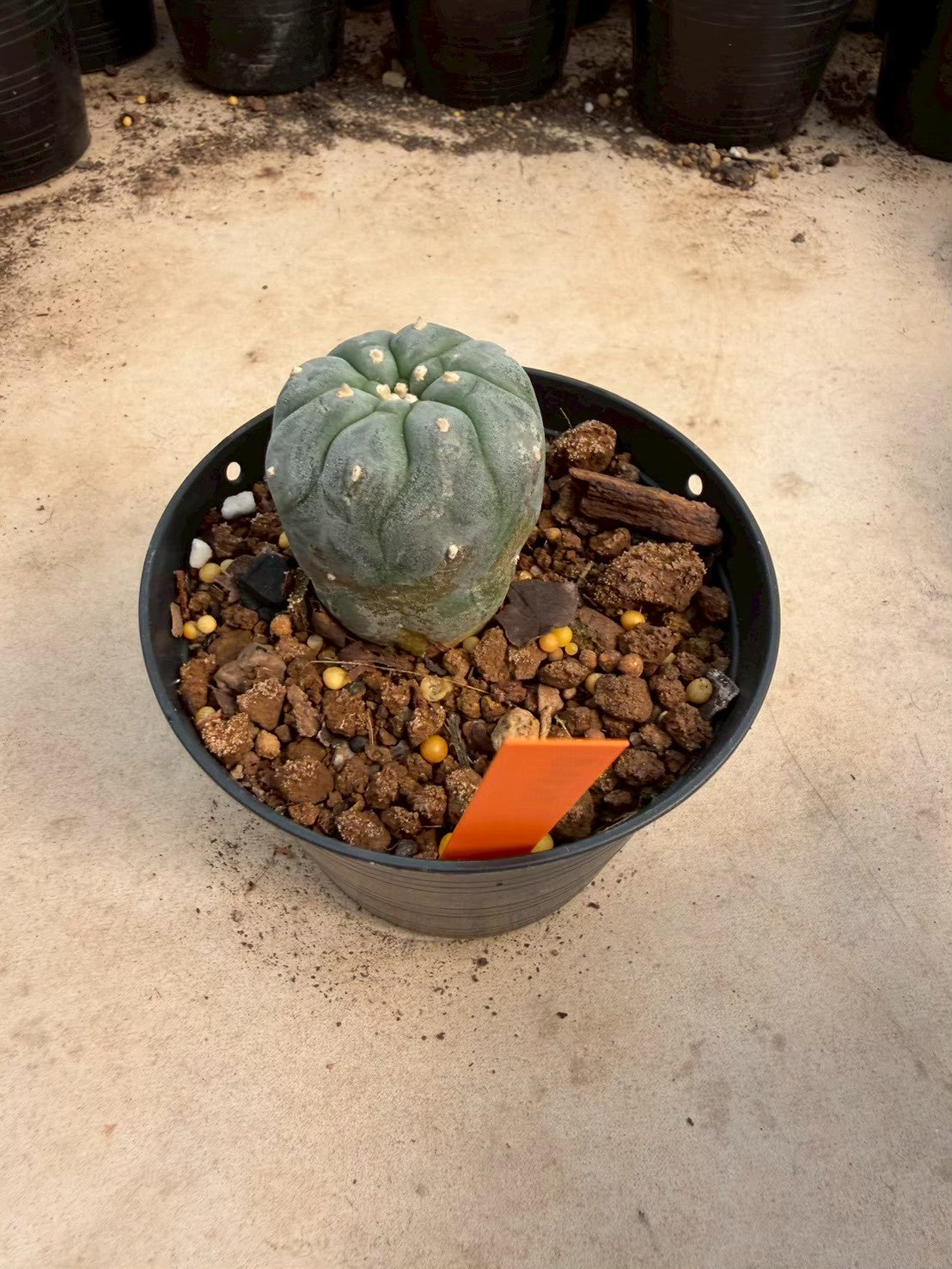 Lophophora williamsii – Peyote Cactus (Seed Grown, 3-3.5 cm, Own Root) 12 years old