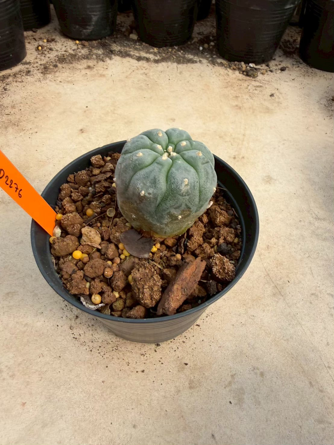 Lophophora williamsii – Peyote Cactus (Seed Grown, 3-3.5 cm, Own Root) 12 years old