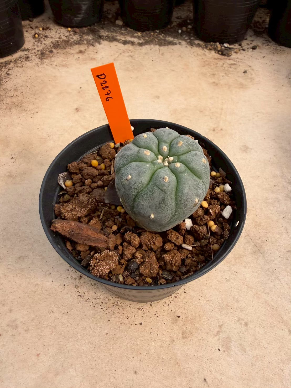 Lophophora williamsii – Peyote Cactus (Seed Grown, 3-3.5 cm, Own Root) 12 years old