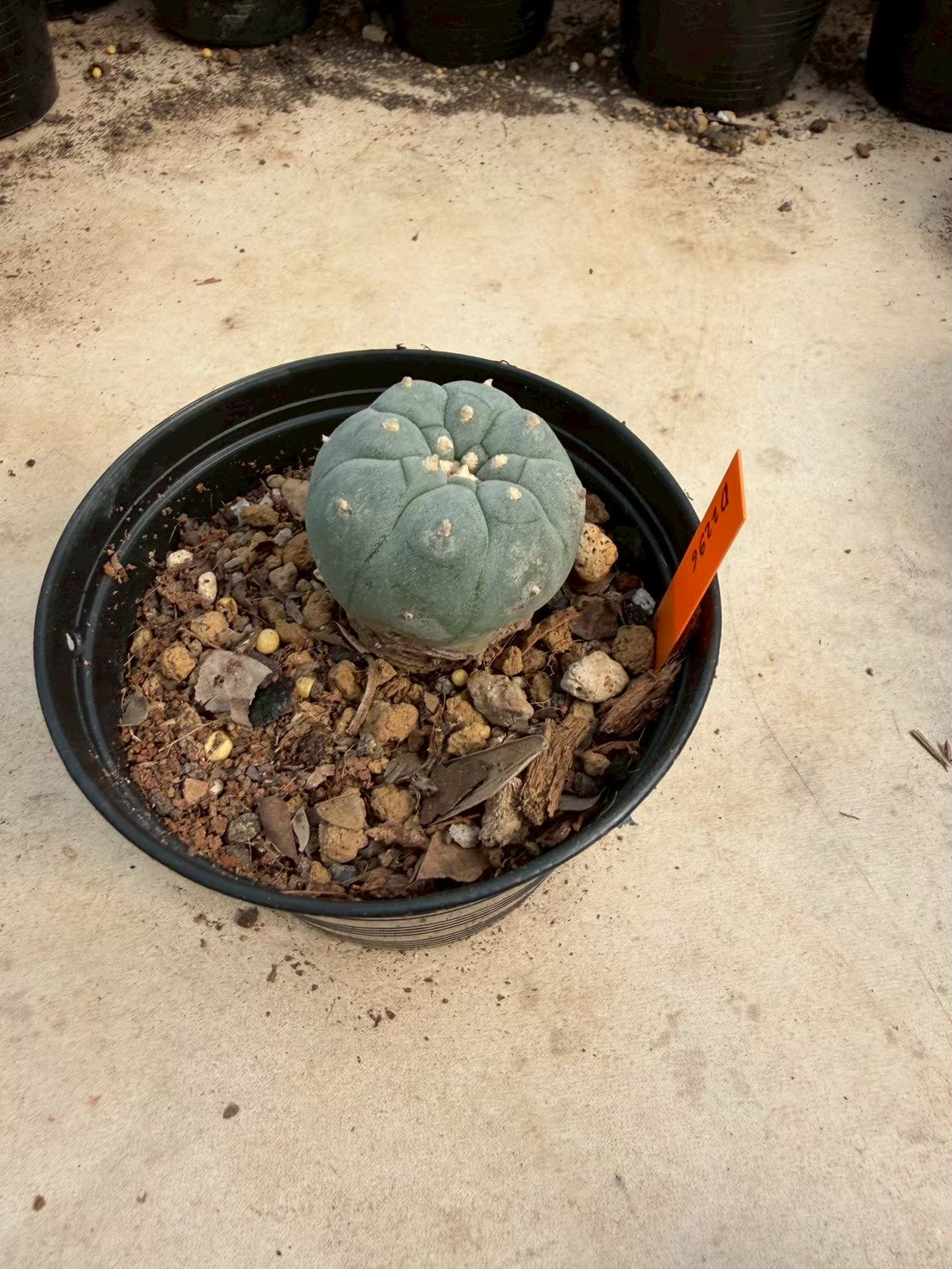 Lophophora williamsii – Peyote Cactus (Seed Grown, 3-3.5 cm, Own Root) 12 years old