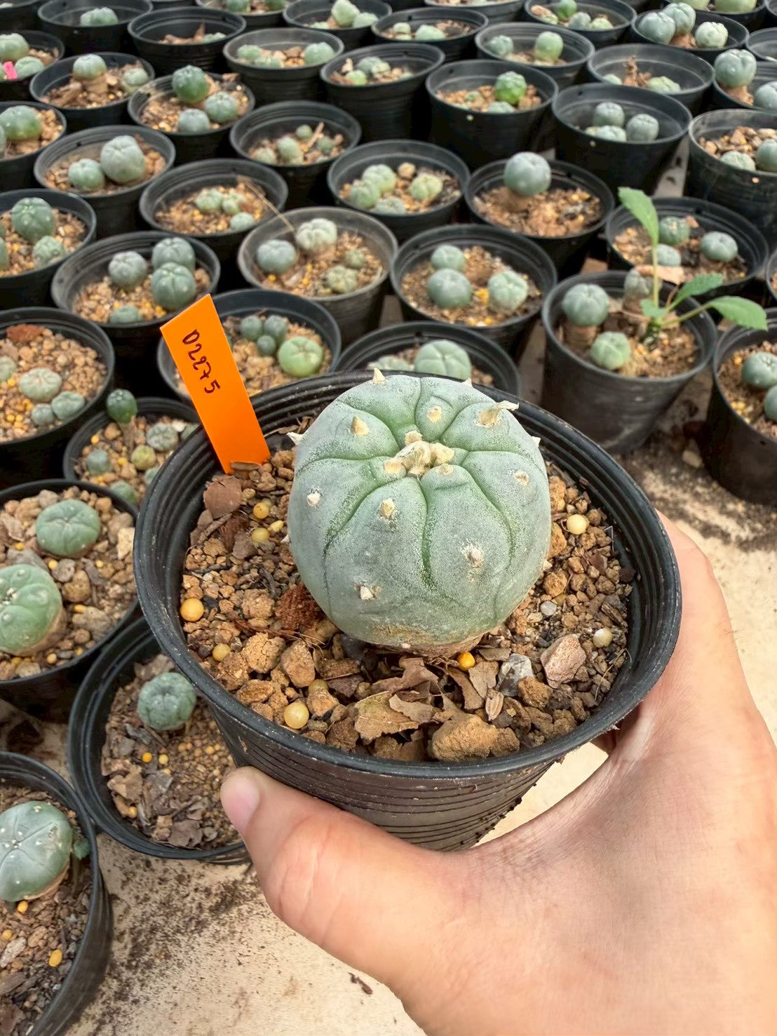 Lophophora williamsii – Peyote Cactus (Seed Grown, 3-3.5 cm, Own Root) 12 years old