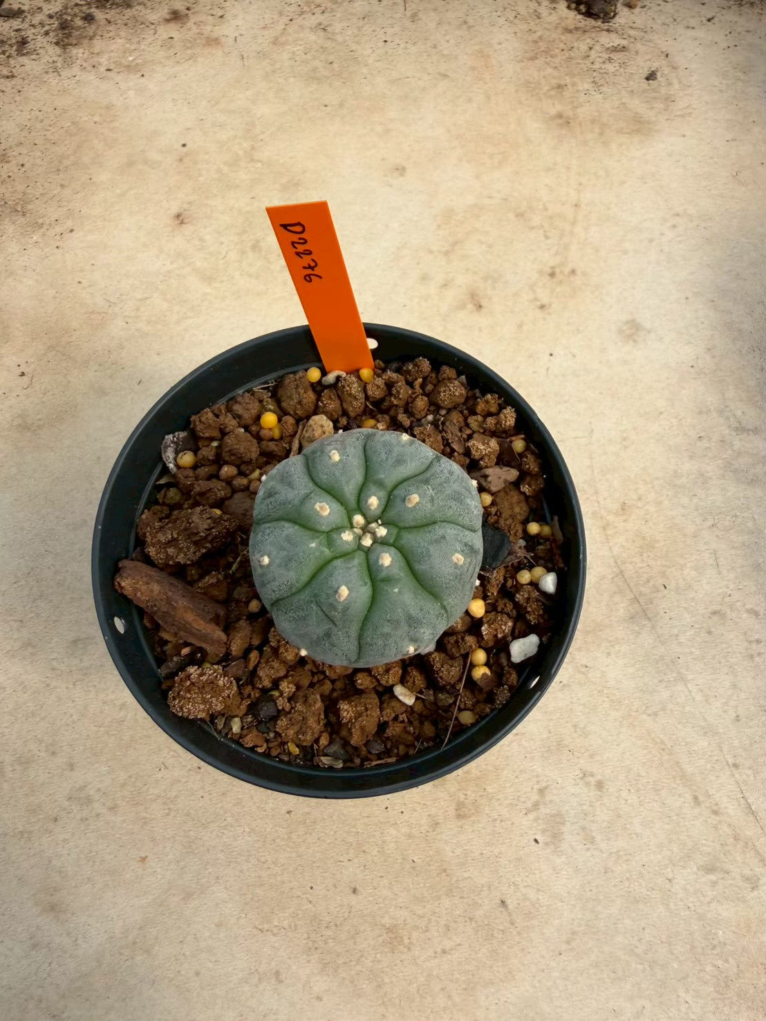 Lophophora williamsii – Peyote Cactus (Seed Grown, 3-3.5 cm, Own Root) 12 years old