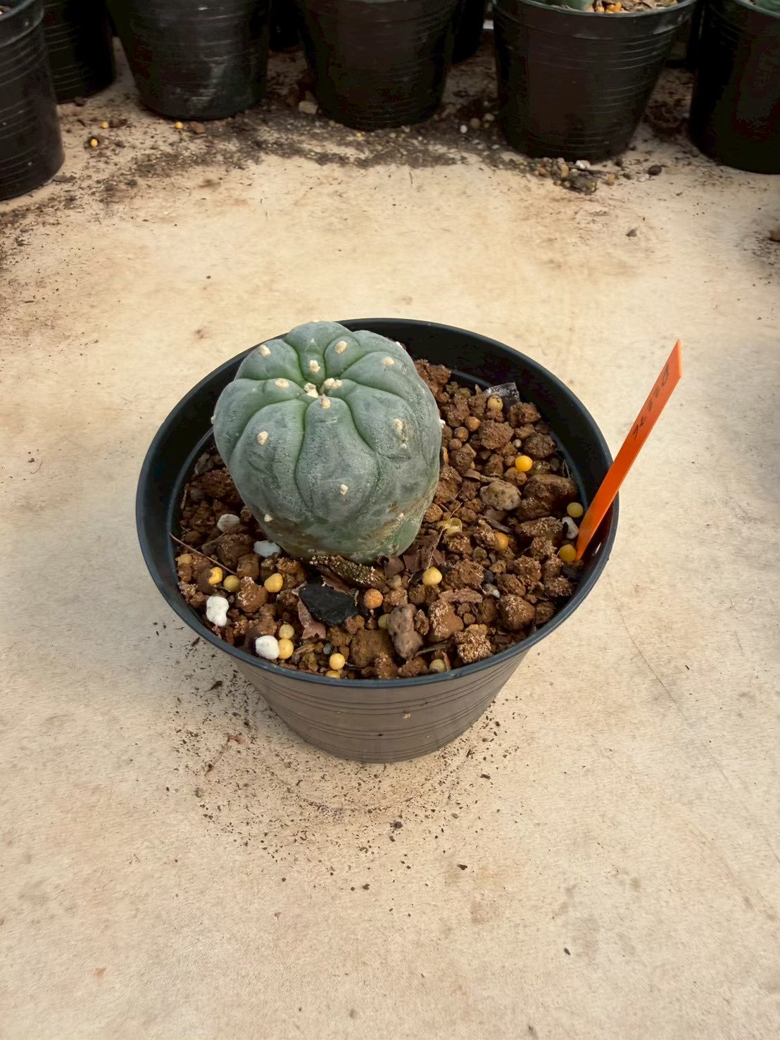 Lophophora williamsii – Peyote Cactus (Seed Grown, 3-3.5 cm, Own Root) 12 years old