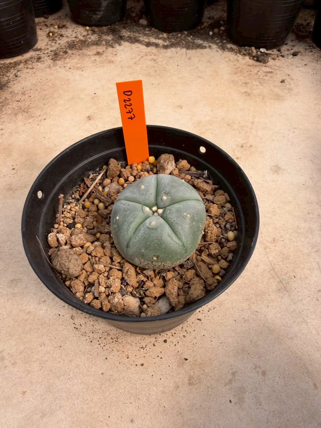 Lophophora williamsii – Peyote Cactus (Seed Grown, 3-3.5 cm, Own Root) 12 years old
