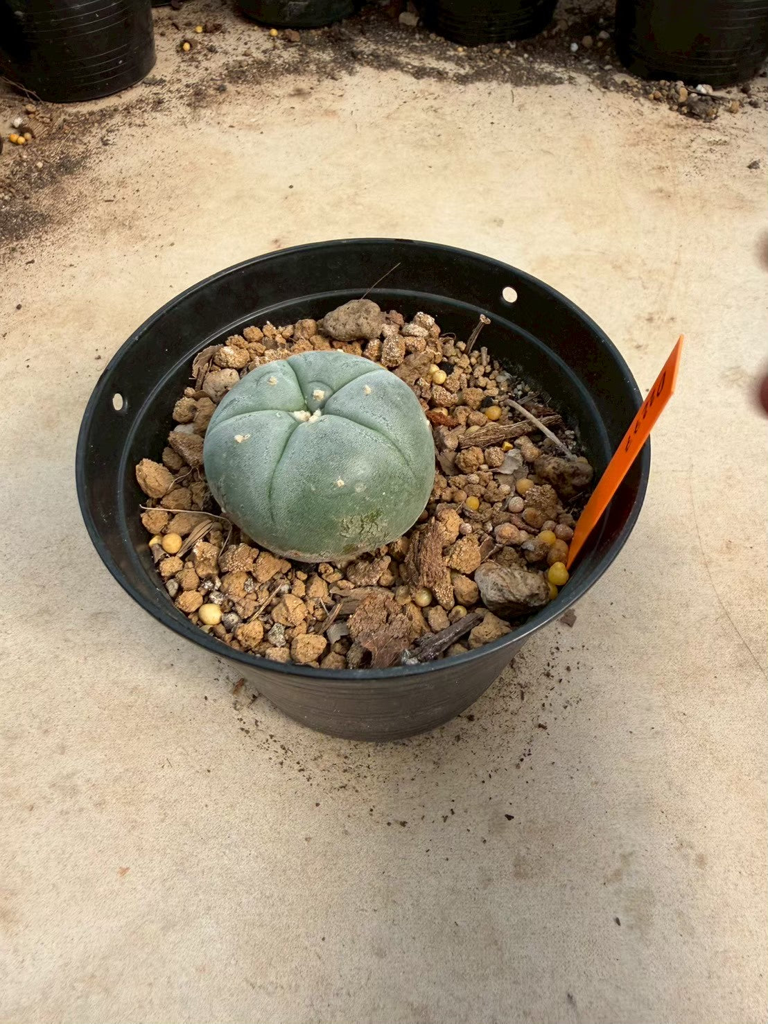 Lophophora williamsii – Peyote Cactus (Seed Grown, 3-3.5 cm, Own Root) 12 years old