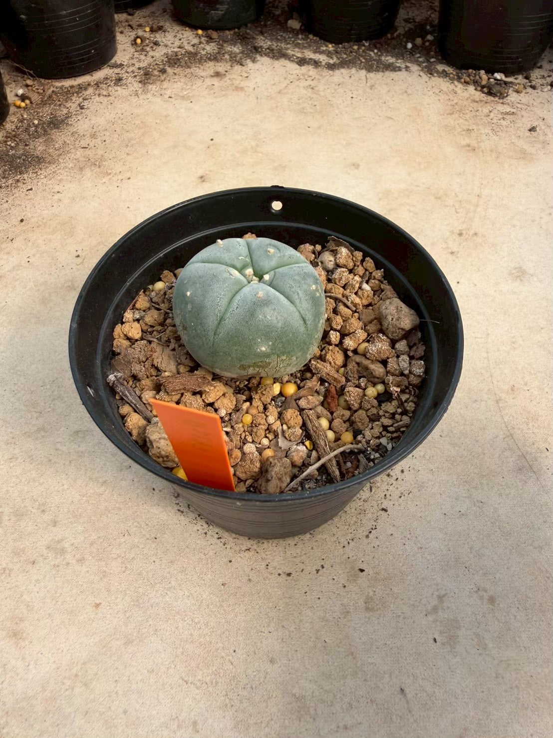 Lophophora williamsii – Peyote Cactus (Seed Grown, 3-3.5 cm, Own Root) 12 years old