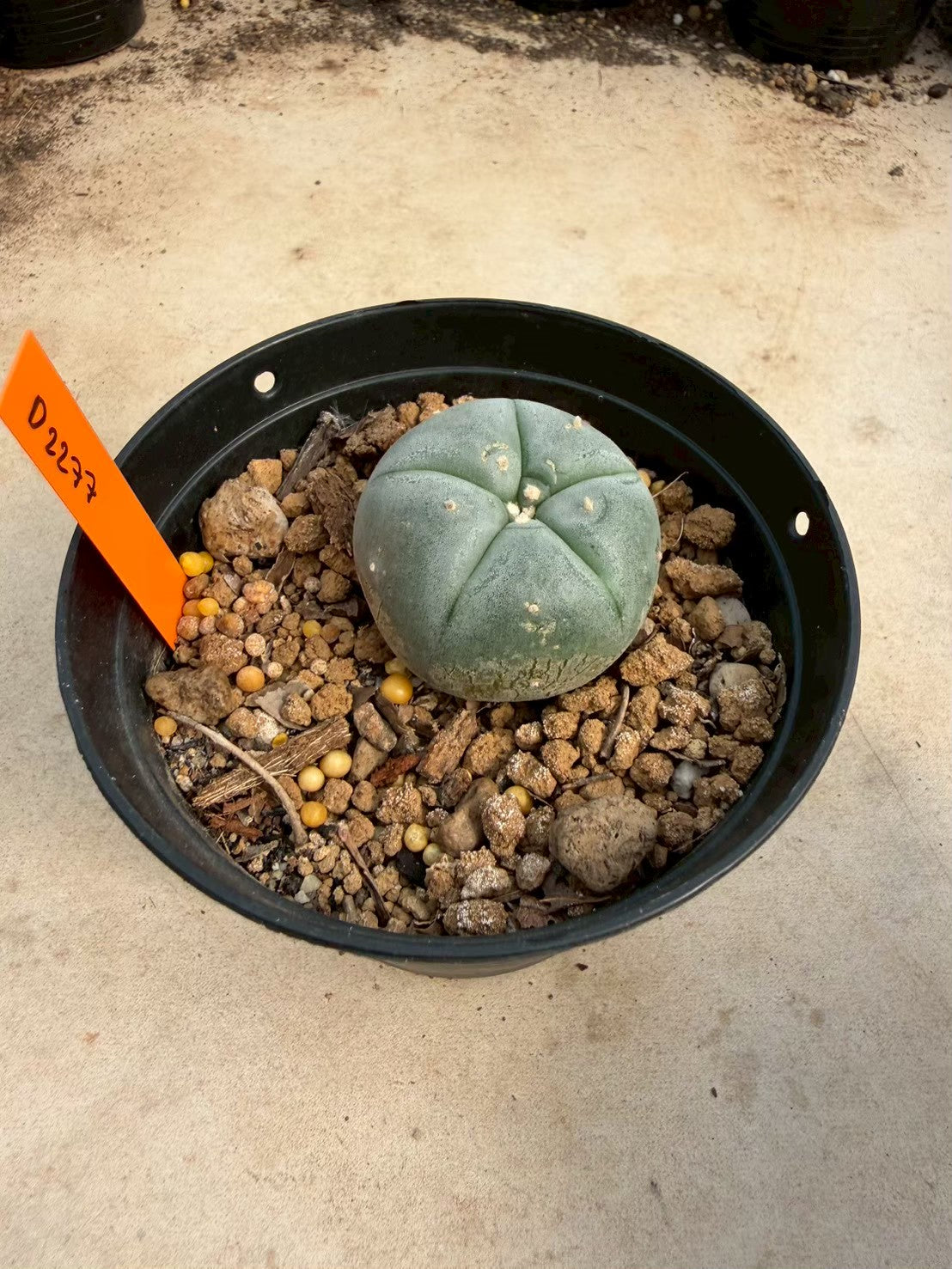 Lophophora williamsii – Peyote Cactus (Seed Grown, 3-3.5 cm, Own Root) 12 years old