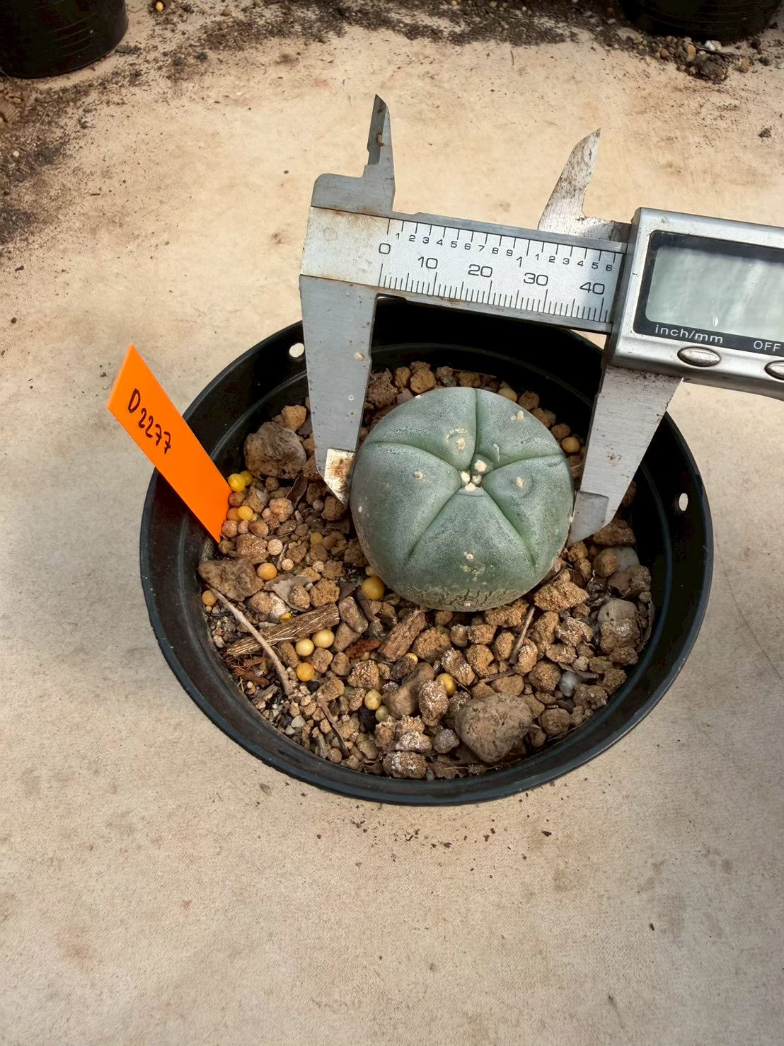 Lophophora williamsii – Peyote Cactus (Seed Grown, 3-3.5 cm, Own Root) 12 years old