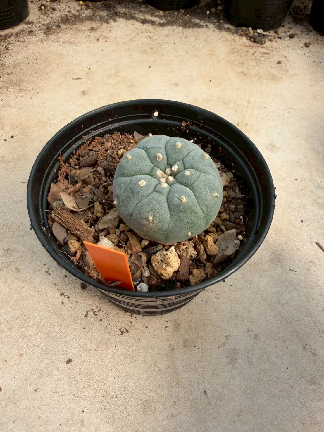 Lophophora williamsii – Peyote Cactus (Seed Grown, 3-3.5 cm, Own Root) 12 years old