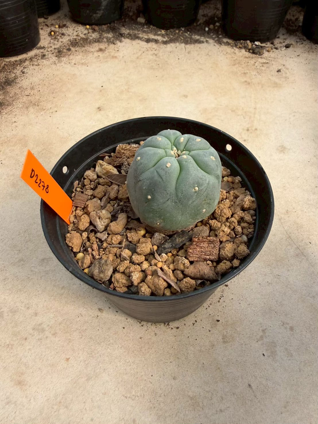 Lophophora williamsii – Peyote Cactus (Seed Grown, 3-3.5 cm, Own Root) 12 years old