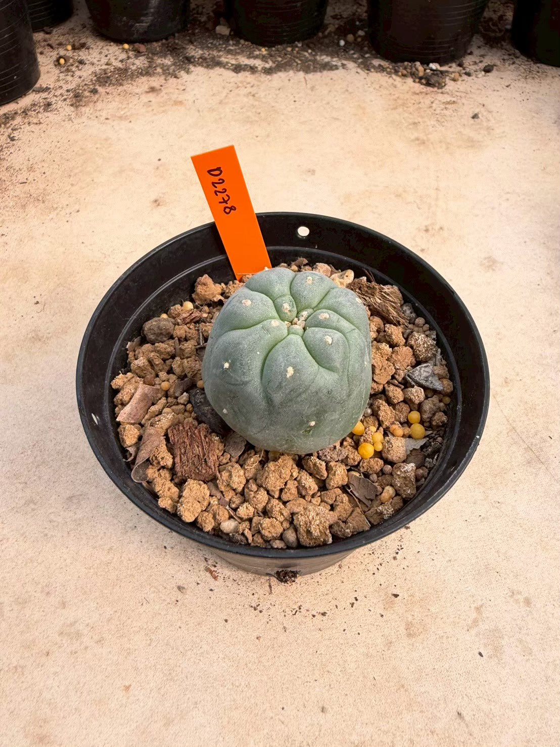 Lophophora williamsii – Peyote Cactus (Seed Grown, 3-3.5 cm, Own Root) 12 years old