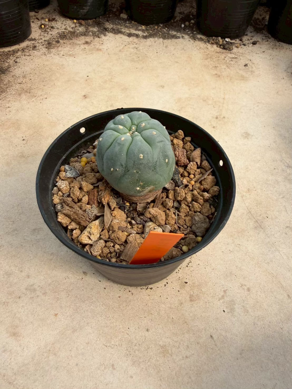 Lophophora williamsii – Peyote Cactus (Seed Grown, 3-3.5 cm, Own Root) 12 years old