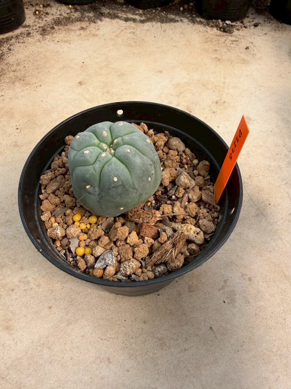 Lophophora williamsii – Peyote Cactus (Seed Grown, 3-3.5 cm, Own Root) 12 years old