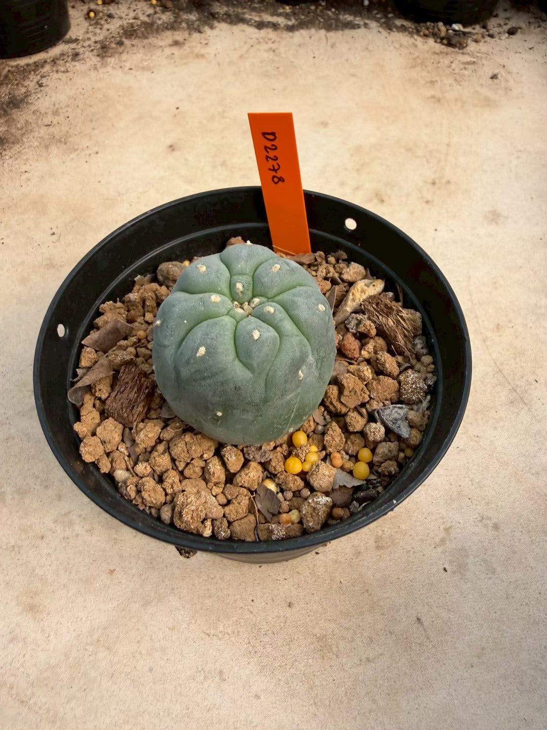 Lophophora williamsii – Peyote Cactus (Seed Grown, 3-3.5 cm, Own Root) 12 years old