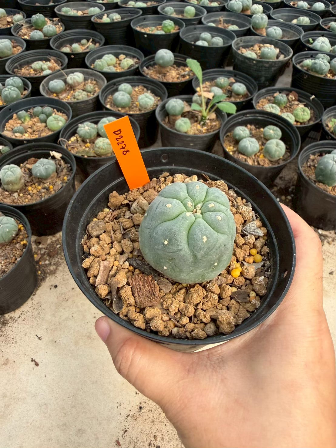 Lophophora williamsii – Peyote Cactus (Seed Grown, 3-3.5 cm, Own Root) 12 years old