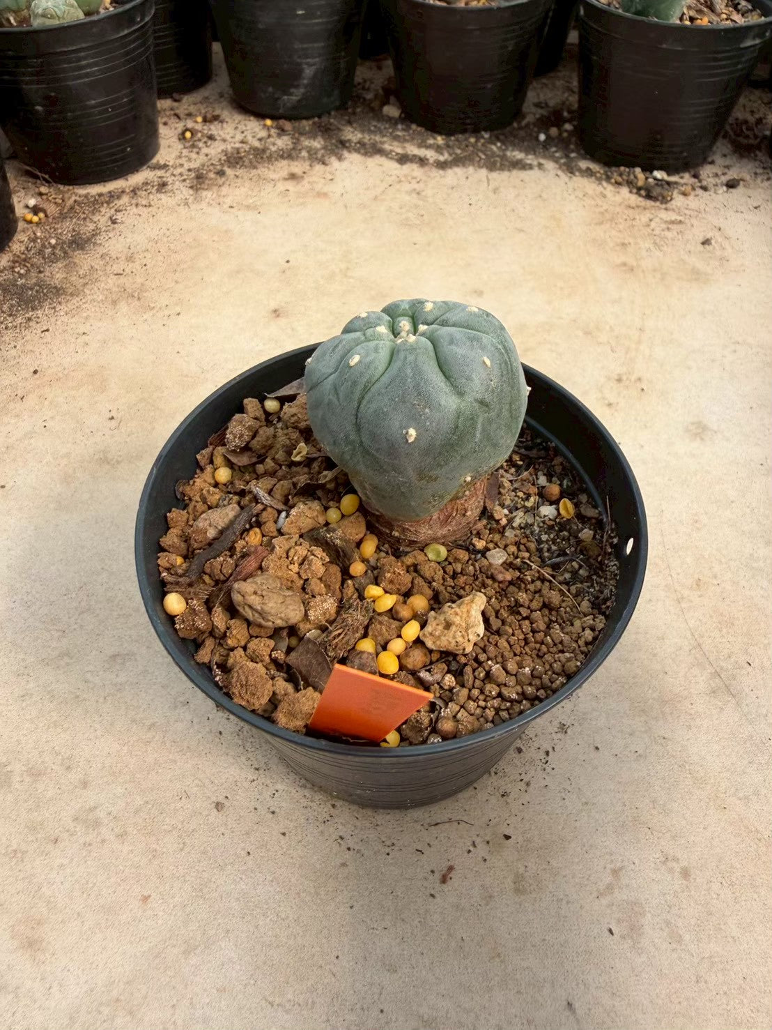 Lophophora williamsii – Peyote Cactus (Seed Grown, 3-3.5 cm, Own Root) 12 years old