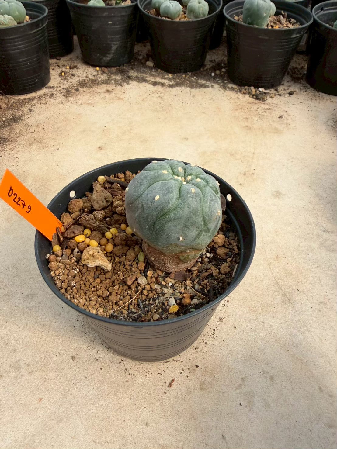 Lophophora williamsii – Peyote Cactus (Seed Grown, 3-3.5 cm, Own Root) 12 years old