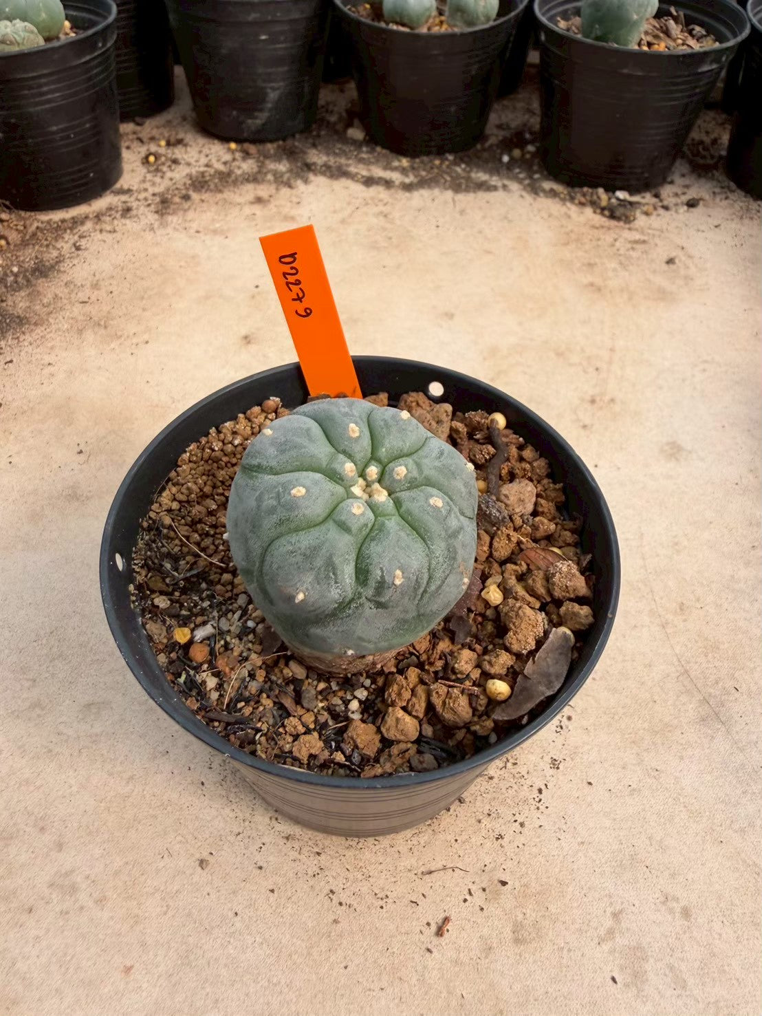 Lophophora williamsii – Peyote Cactus (Seed Grown, 3-3.5 cm, Own Root) 12 years old