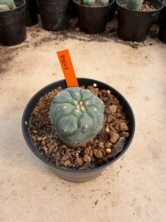 Lophophora williamsii – Peyote Cactus (Seed Grown, 3-3.5 cm, Own Root) 12 years old