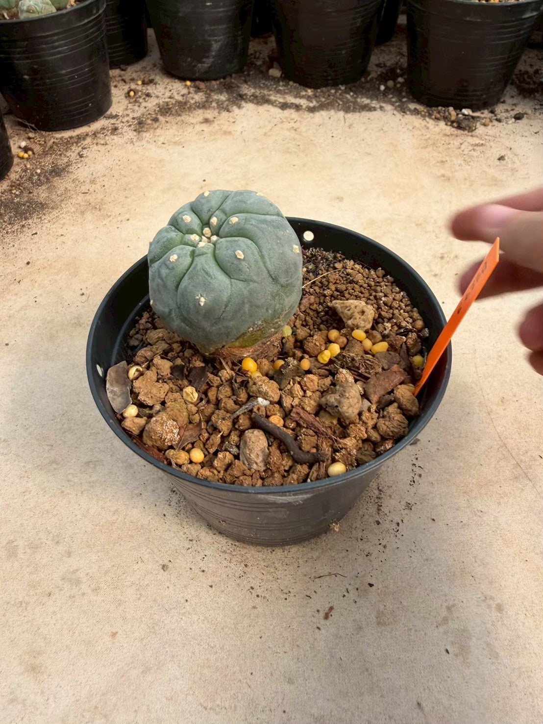 Lophophora williamsii – Peyote Cactus (Seed Grown, 3-3.5 cm, Own Root) 12 years old