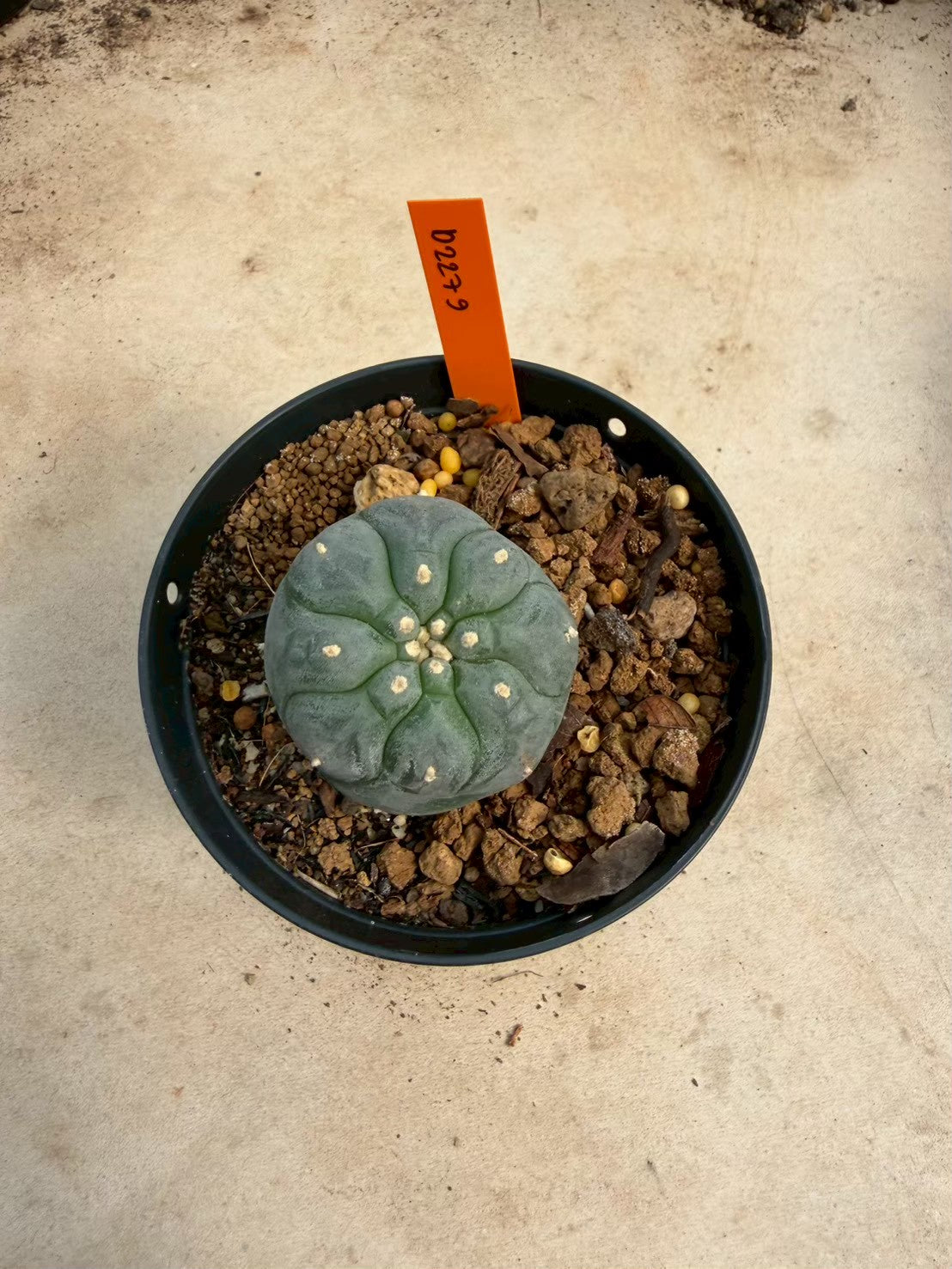 Lophophora williamsii – Peyote Cactus (Seed Grown, 3-3.5 cm, Own Root) 12 years old