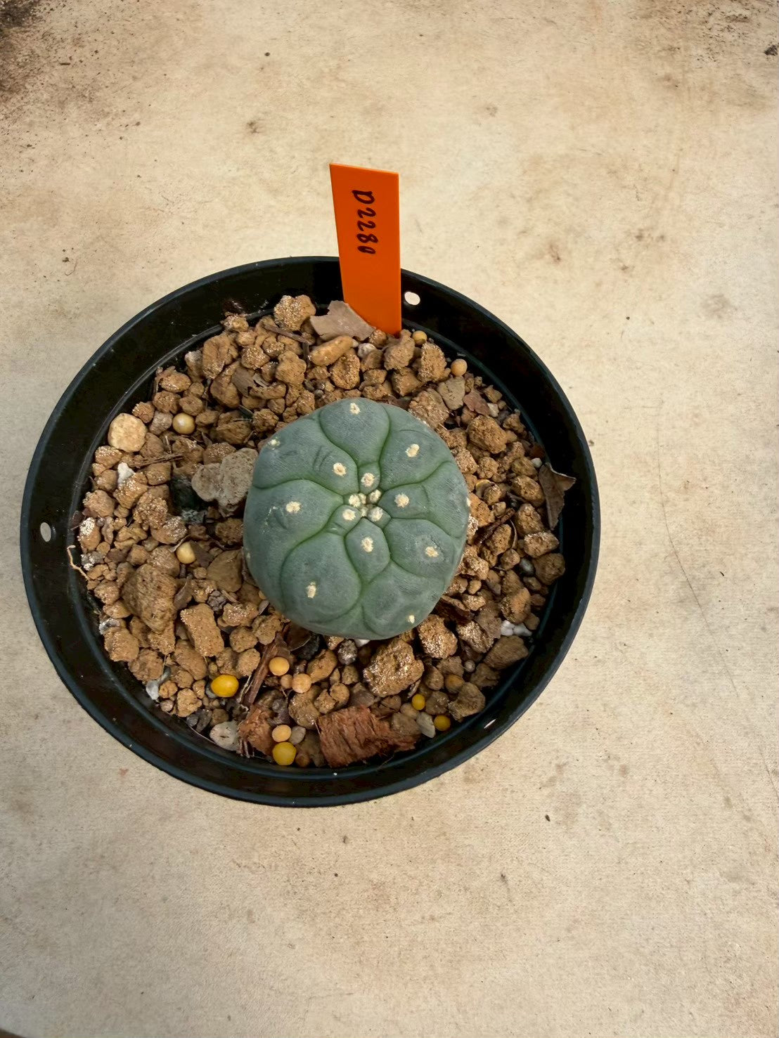 Lophophora williamsii – Peyote Cactus (Seed Grown, 3-3.5 cm, Own Root) 12 years old
