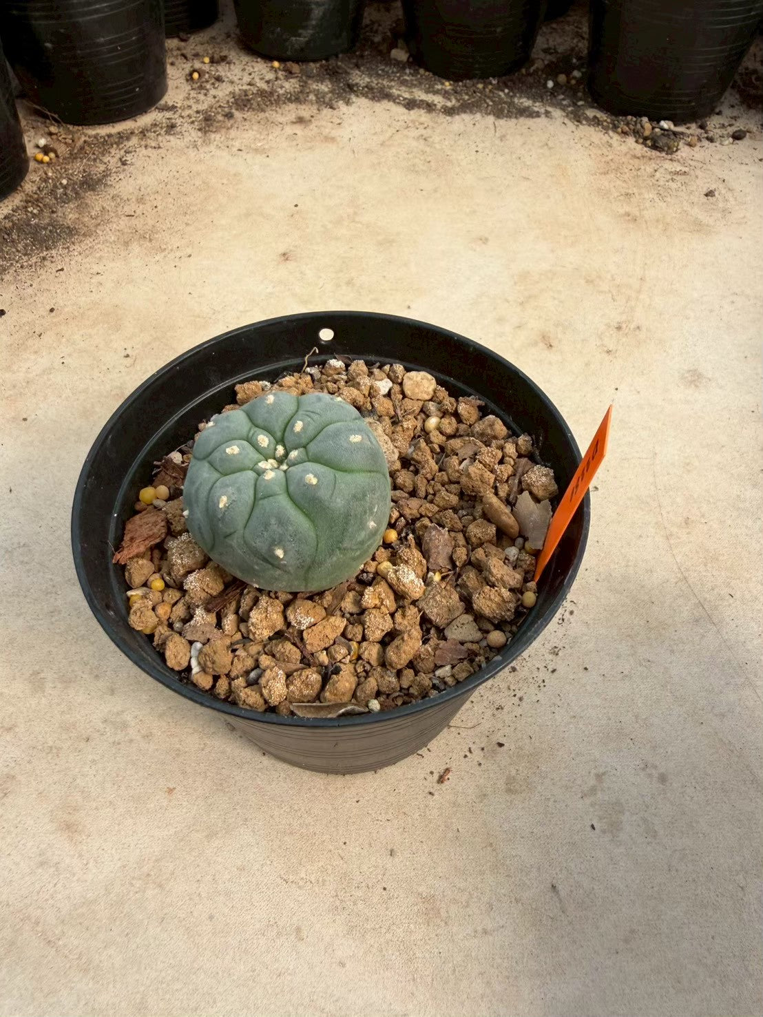 Lophophora williamsii – Peyote Cactus (Seed Grown, 3-3.5 cm, Own Root) 12 years old